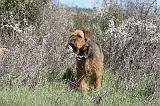 AIREDALE TERRIER 121